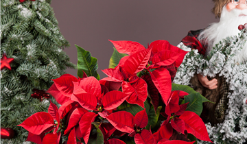 Weihnachtsstern GRO verschiedene Farben