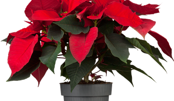 Weihnachtsstern GRO verschiedene Farben