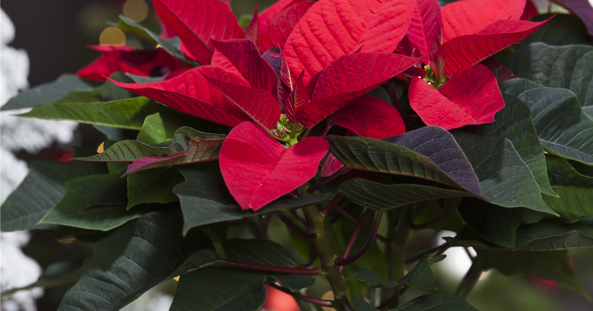 Weihnachtsstern GRO verschiedene Farben