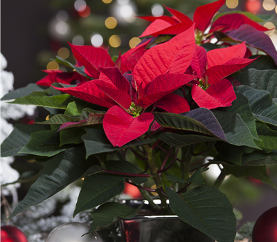 Weihnachtsstern GROß verschiedene Farben
