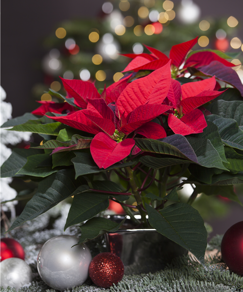 Weihnachtsstern GROß verschiedene Farben
