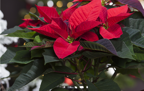 Weihnachtsstern GROß verschiedene Farben