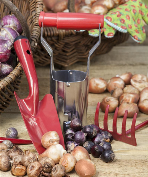 Ab in den Garten – Blumenzwiebeln im Frühjahr einpflanzen