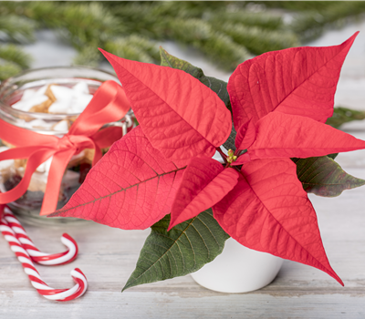 Weihnachtsstern KLEIN verschiedene Farben 