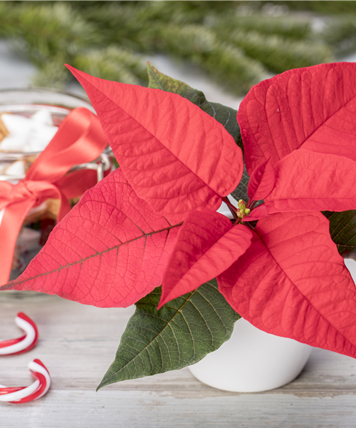 Weihnachtsstern KLEIN verschiedene Farben 