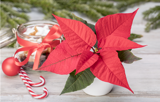 Weihnachtsstern KLEIN verschiedene Farben 