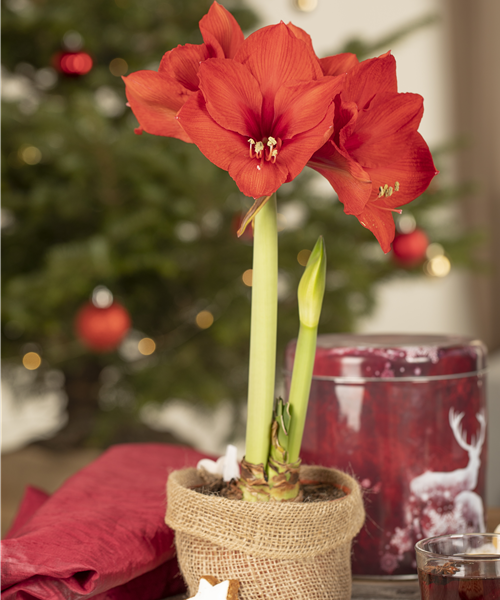 Amaryllis