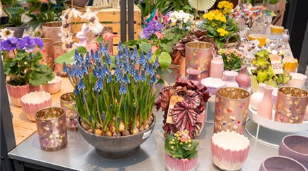 Dosch Blumen - Da Dosch immer do! - Traubenhyazinthen Muscari.jpeg