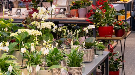 Dosch Blumen - Da Dosch immer do! - Pflanzen .jpeg