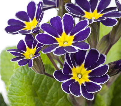 Echte Schlüsselblume