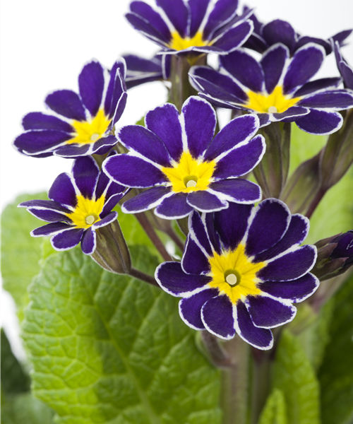 Echte Schlüsselblume