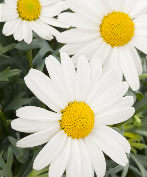 Strauchmargerite MITTEL