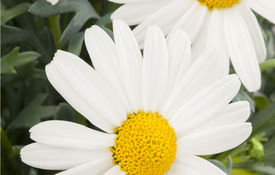 Strauchmargerite MITTEL