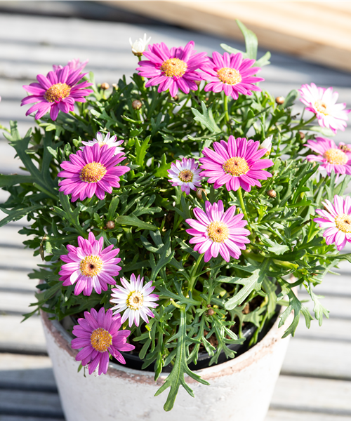 Strauchmargerite KLEIN 