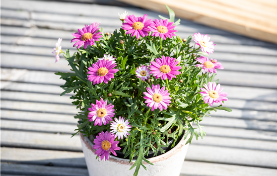 Strauchmargerite KLEIN 