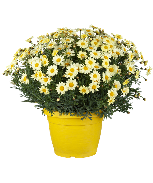 Strauchmargerite GROß