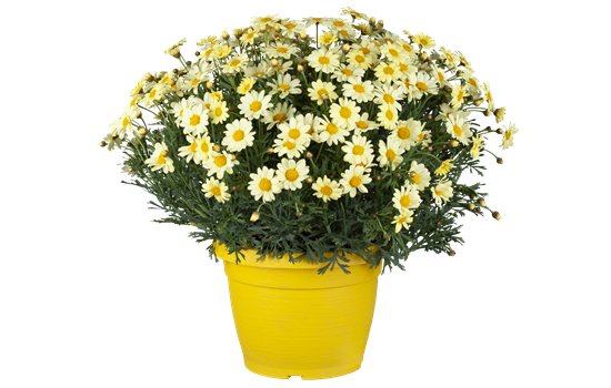 Strauchmargerite GROß