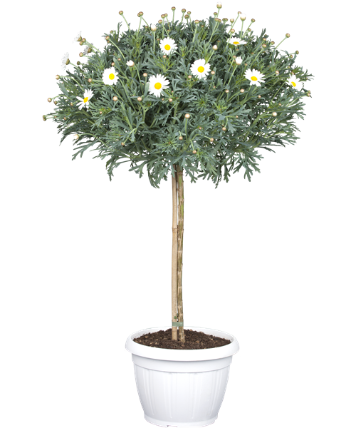 Strauchmargerite STAMM