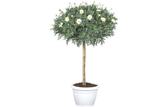 Strauchmargerite STAMM