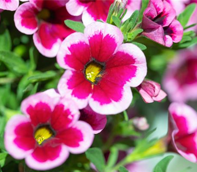 Pflanze des Jahres 2026