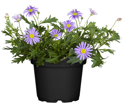 Australisches Gänseblümchen 