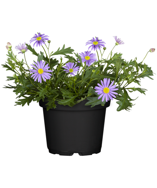 Australisches Gänseblümchen 