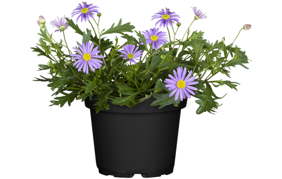 Australisches Gänseblümchen 