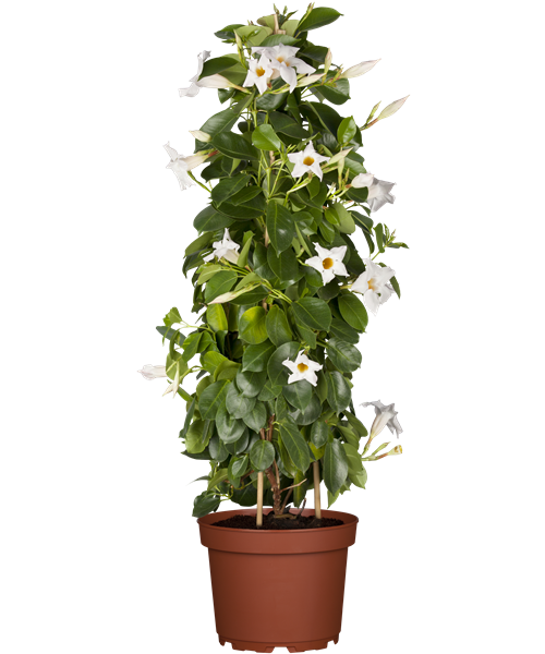 Mandevilla Pyramide