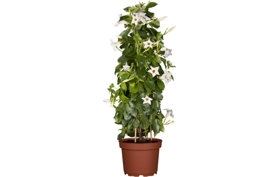 Mandevilla Pyramide