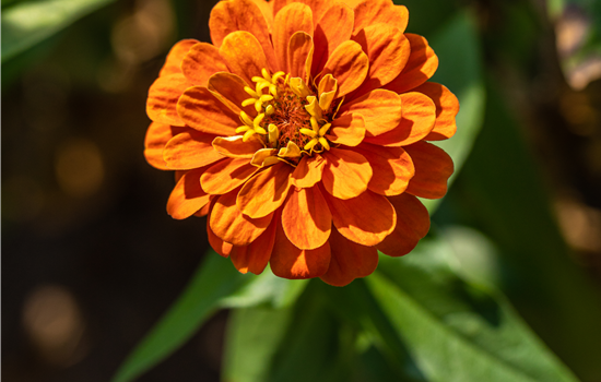 Zinnia elegans