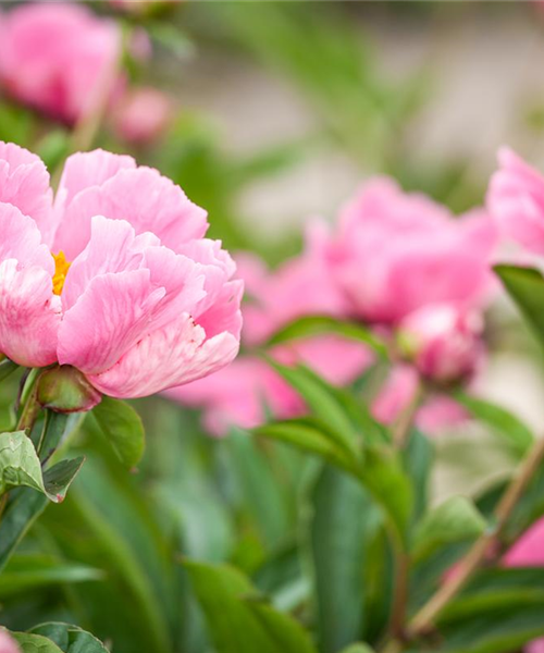 Ein Frühling voller Päonien