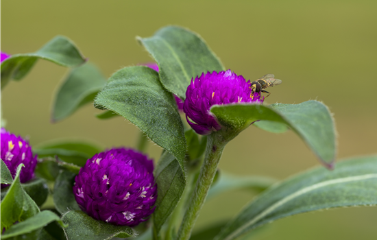 Gomphrena globosa
