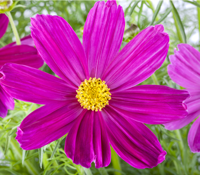 Cosmea/ Schmuckkörbchen