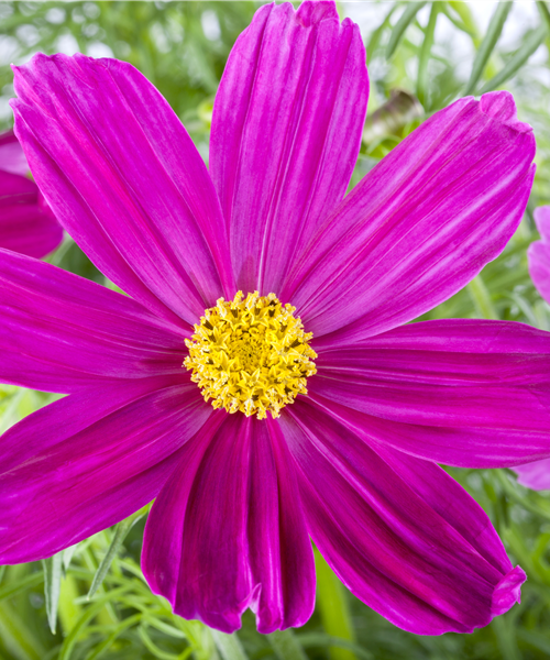 Cosmea/ Schmuckkörbchen