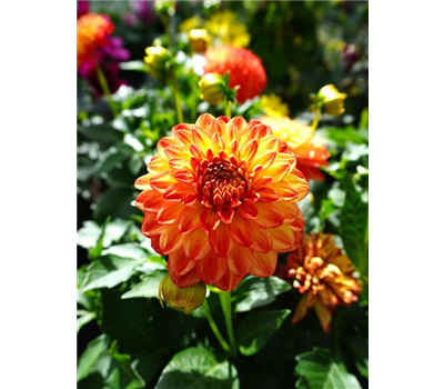 Dahlie