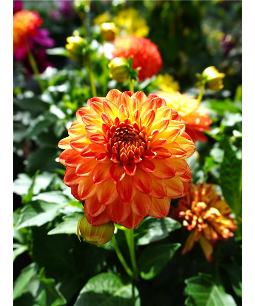 Dahlie