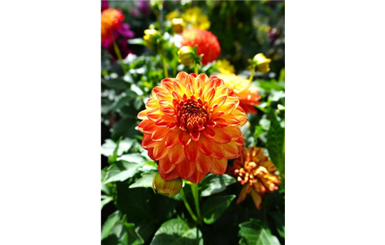 Dahlie
