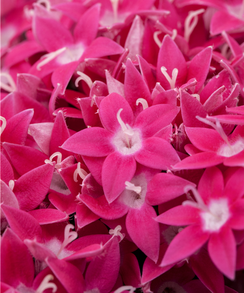 Pentas/ Fünfling