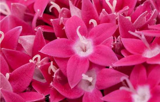 Pentas/ Fünfling