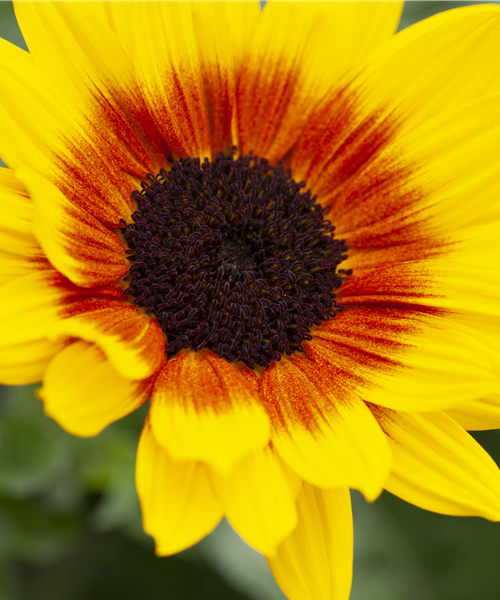 Sonnenblume 'SunBelievable'®