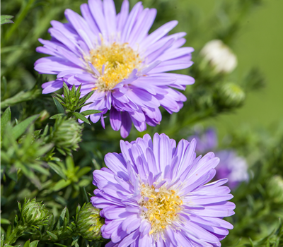 Aster