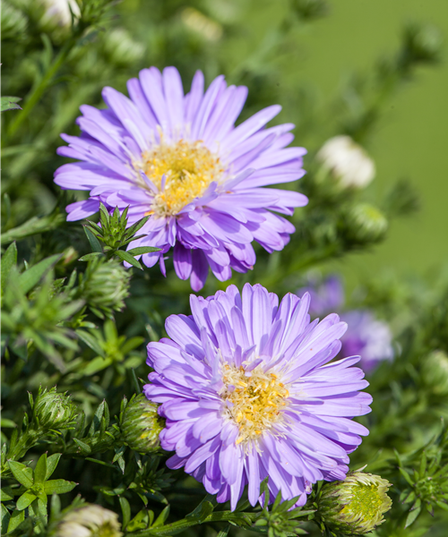 Aster