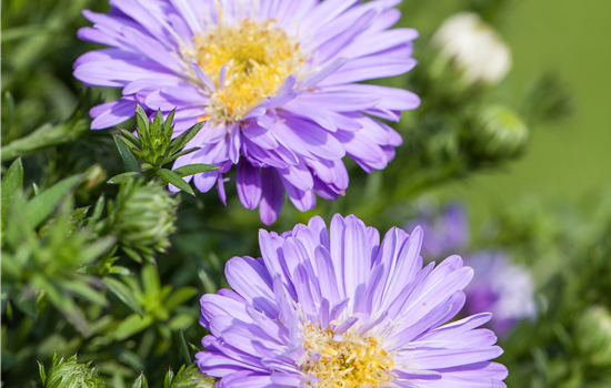 Aster