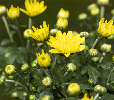 Chrysanthemen 19cm Topf