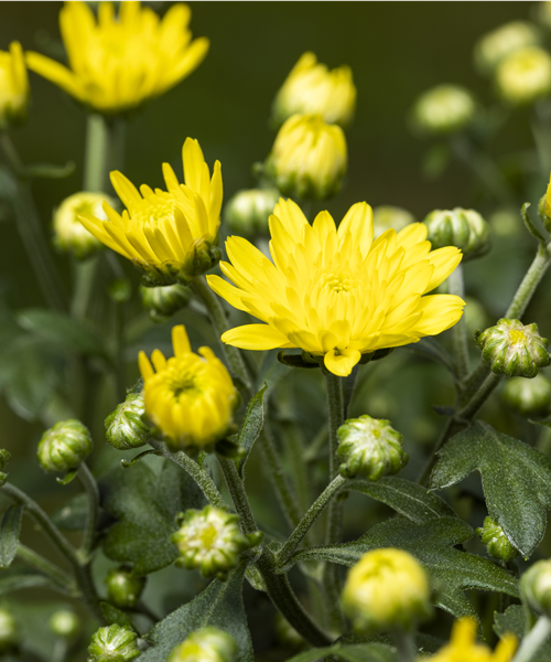 Chrysanthemen 19cm Topf