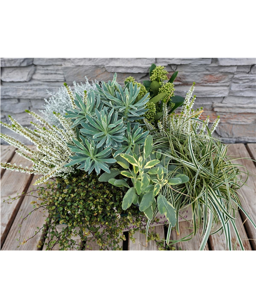 Eleganter Herbstbote