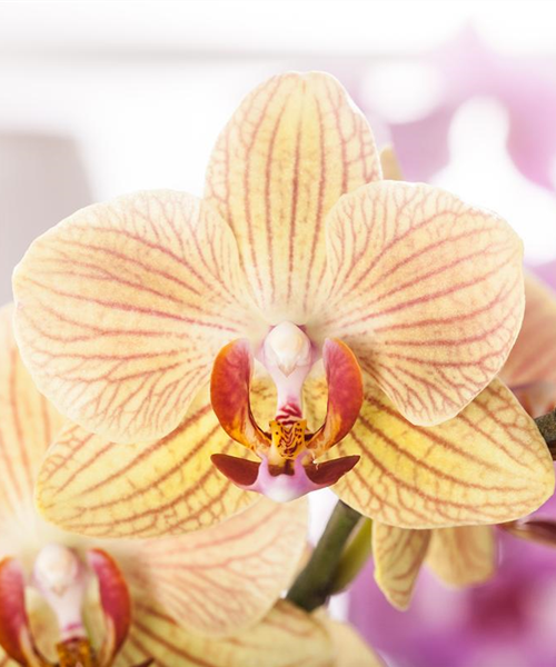 Exotik am Fensterbrett Exotik am Fensterbrett